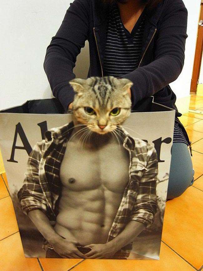 El gato metrosexual.
