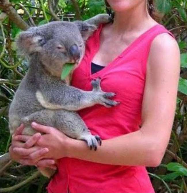 Koala en celo